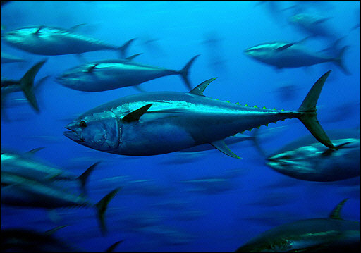 Bluefin Tuna
